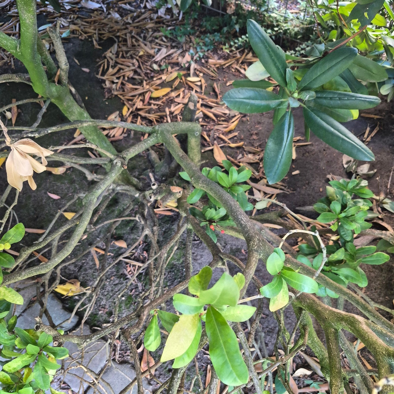 Gratis Skimmia japonica - zelf uitgraven, Vaste plant, Halfschaduw, Winter, Ophalen