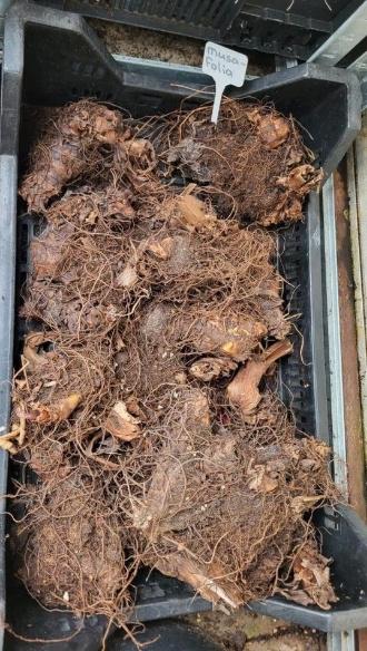 Rhizomen Canna Musafolia te koop!, Ophalen, Volle zon, Knol