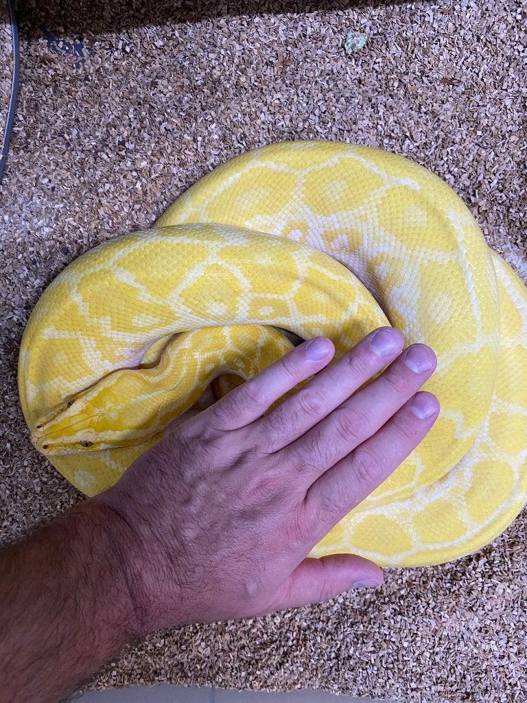 Python bivittatus progschai 75% dwarf burmese pythons, Dieren en Toebehoren, Reptielen en Amfibieën, Slang, 0 tot 2 jaar