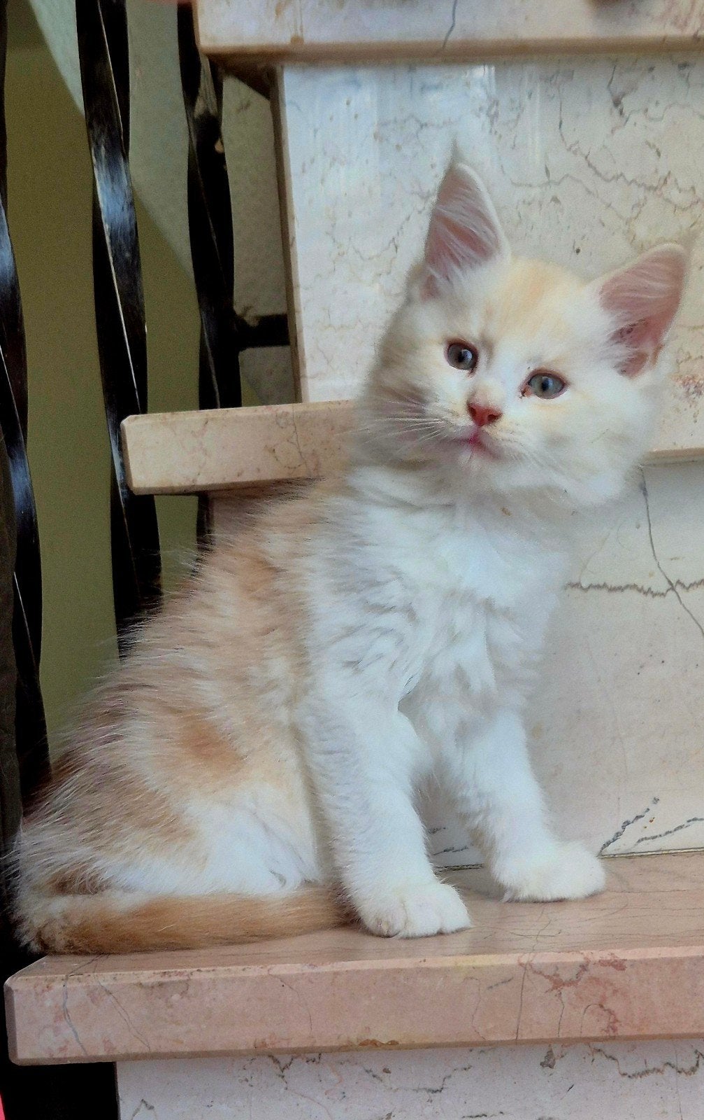 Maine Coon-kittens xxl beschikbaar, Meerdere dieren, Ontwormd