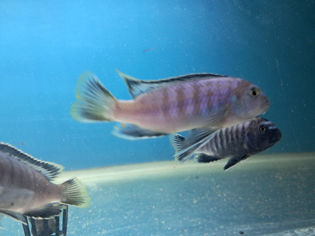 Malawi cichliden, Vis, Zoetwatervis