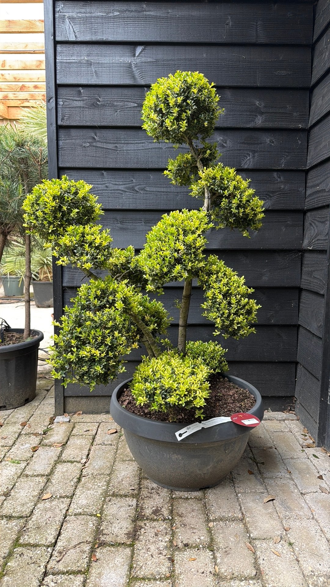 Ilex crenata kinme bonsai, Tuin en Terras, Ophalen, Bloeit niet, Halfschaduw, Overige soorten