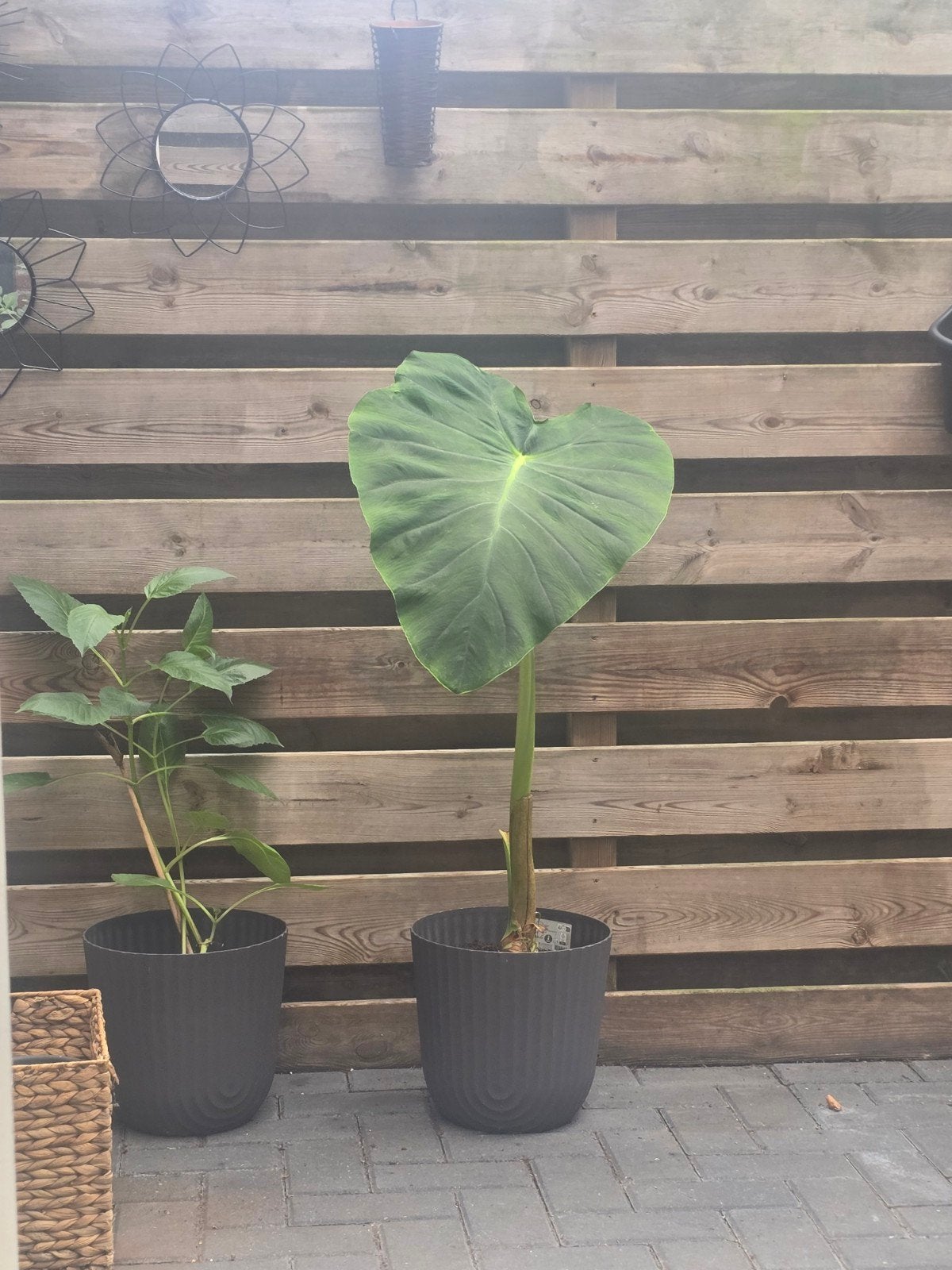 Colocasia Eskulenta gigantische plant knol, Ophalen, Volle zon, Overige soorten