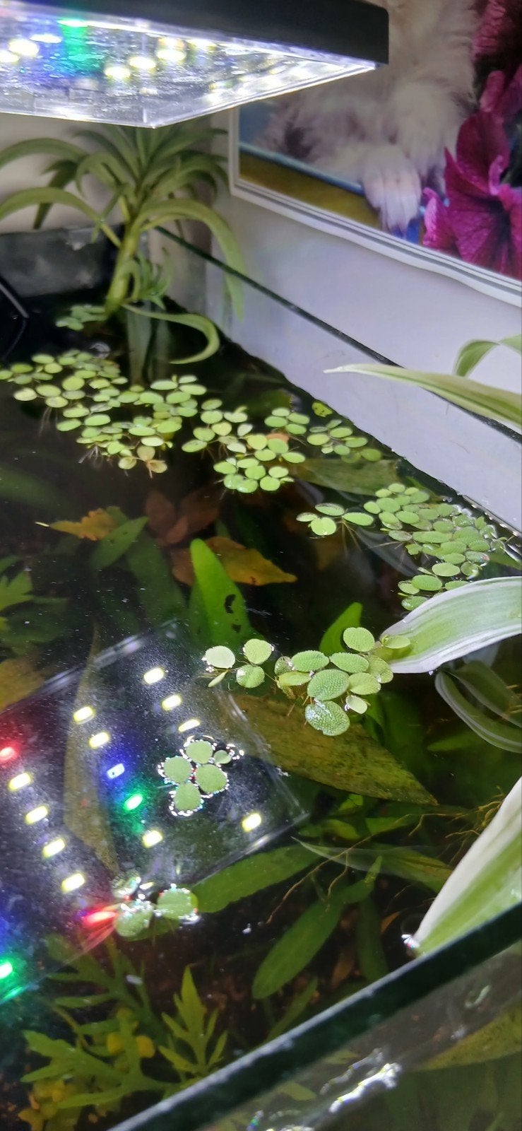 Salvinia drijfplant, Ophalen, Plant(en), Steen of Hout