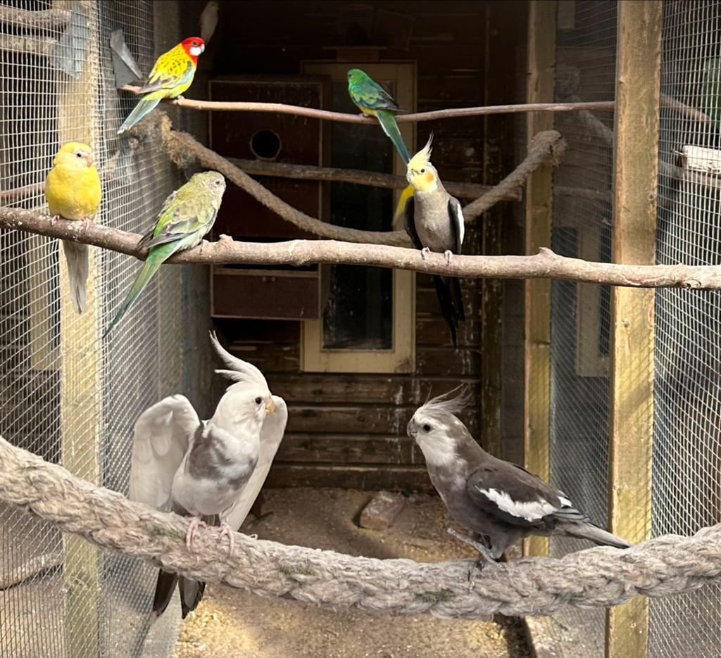 Verschillende soorten kromsnavels, kanaries en tropen, Dieren en Toebehoren, Vogels | Parkieten en Papegaaien, Parkiet, Meerdere dieren