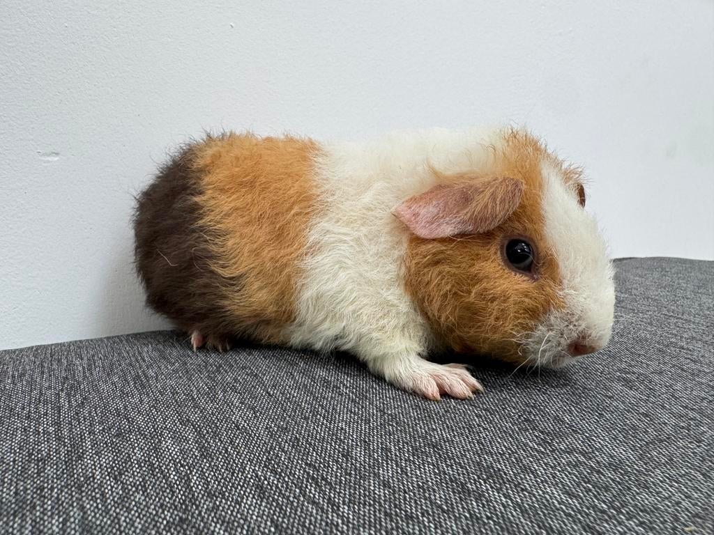 Lief zeugje Luna, Dieren en Toebehoren, Knaagdieren, April, Vrouwelijk, Cavia