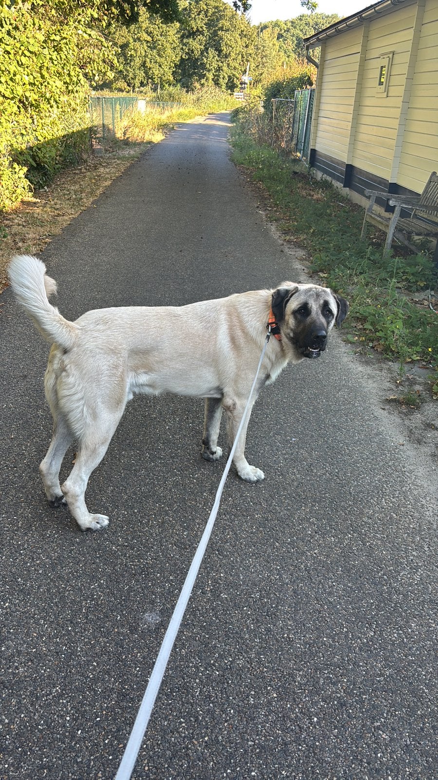 Ter overname Kangal 14 maanden, Particulier, Reu, 1 tot 2 jaar, Buitenland