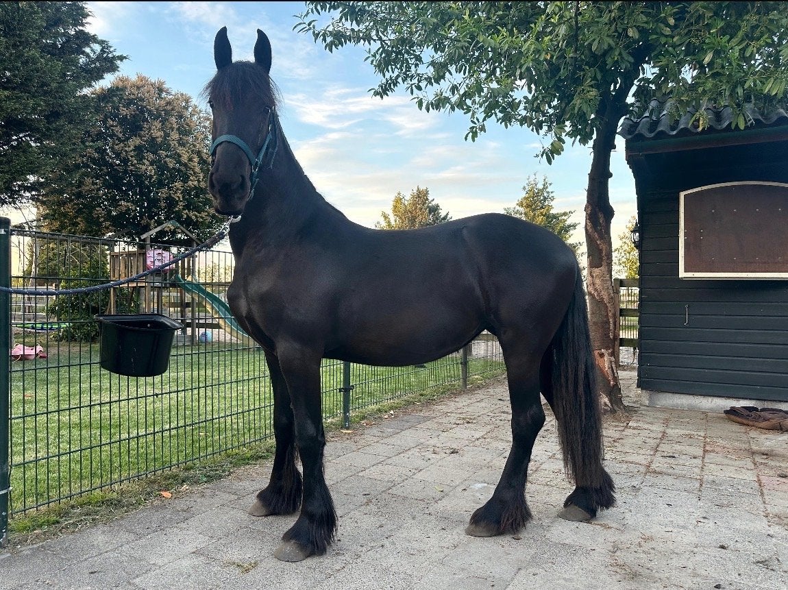 Fries paard., Minder dan 160 cm, Dressuurpaard, 0 tot 2 jaar, Onbeleerd