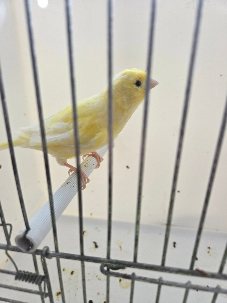 te koop 7 waterslager kanaries 35,00 euro per stuk, Dieren en Toebehoren, Vogels | Kanaries, Meerdere dieren, Kleurkanarie