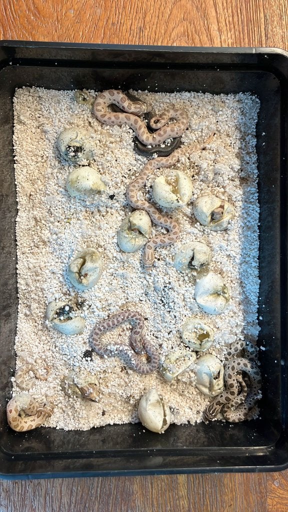 Haakneusslang baby's (hognose / heterodon nasicus) Hognose Snake - female for sale from Jens Bunt
