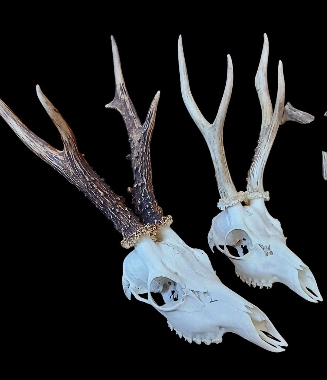 Prachtige Reebok schedels taxidermie opgezette dieren gewei, Verzamelen, Dierenverzamelingen, Ophalen, Zo goed als nieuw, Hert