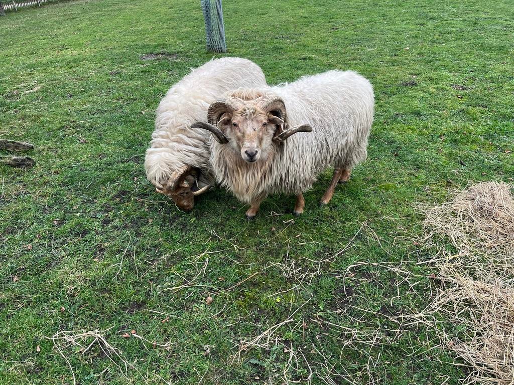 Drents heideschaap rammen, Mannelijk, Schaap