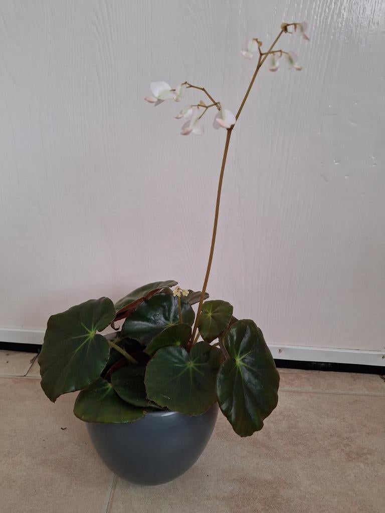Begonia erythrophylla planten, Ophalen, Halfschaduw, Minder dan 100 cm