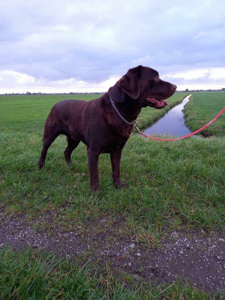 ter dekking aangeboden Schitterdende bruine Labrador, Dieren en Toebehoren, Reu, Parvo, Meerdere, 3 tot 5 jaar