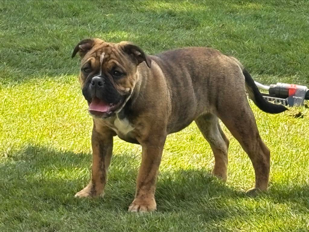 Continental Bulldog kennel  (GEZOND!!!!), Nederland, 8 tot 15 weken, Geslacht onbekend, Bulldog