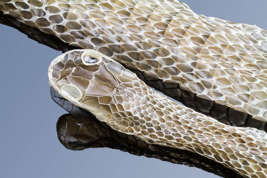 GEZOCHT! Vervellingen van slangen, schorpioen, etc., Dieren en Toebehoren, Reptielen en Amfibieën, Slang, 0 tot 2 jaar