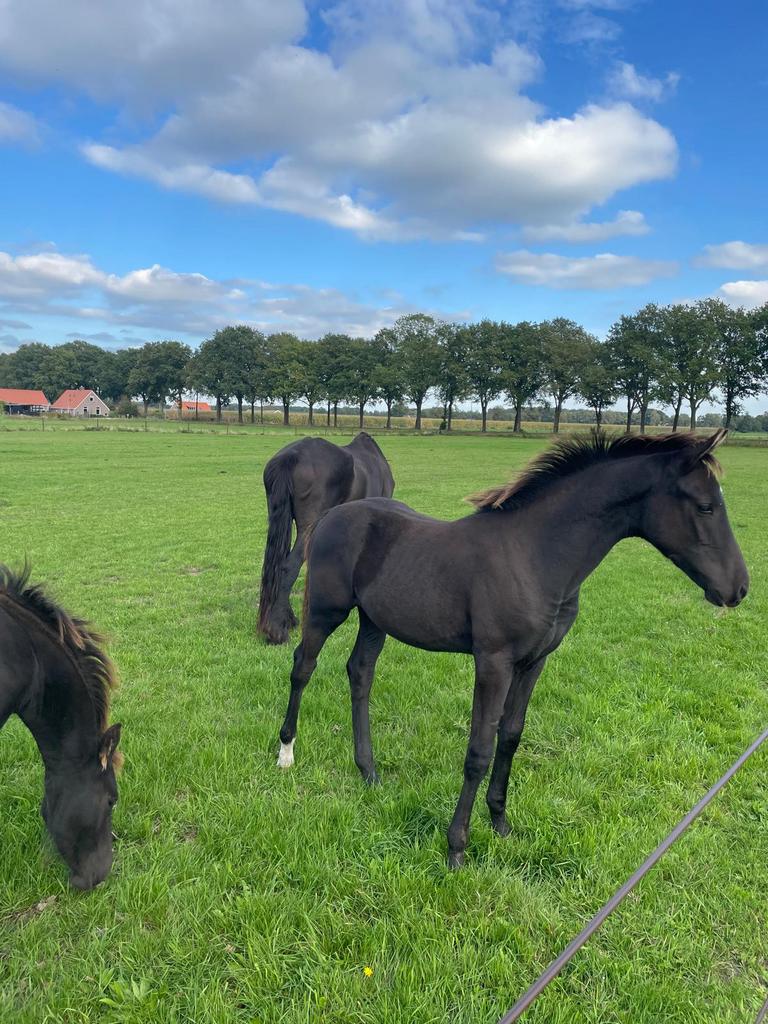 KWPN hengst veulen, Minder dan 160 cm, Niet van toepassing, Meerdere dieren, Gechipt