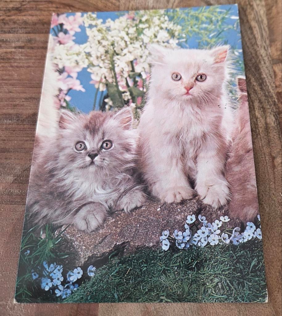 Mooie pluizige kittens - ANSICHTKAART, Verzenden, 1980 tot heden, Gelopen, Hond of Kat