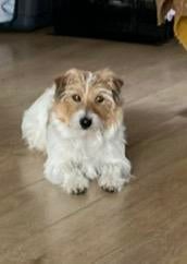 Dekreu ruwharige Jackrussel, Dieren en Toebehoren, Honden | Jack Russells en Terriërs, Jack Russell Terriër, Reu, Parvo, Eén hond