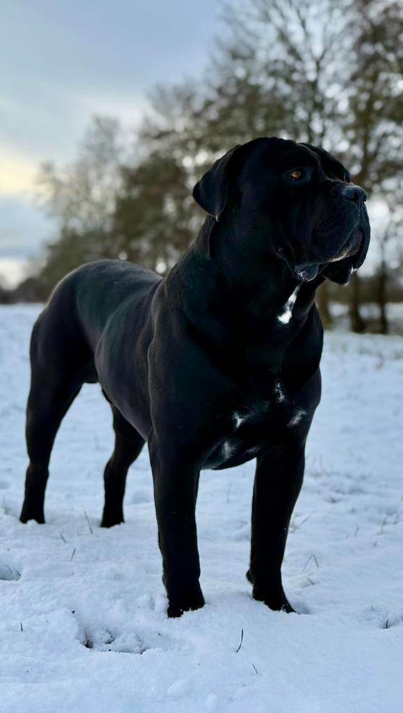 Cane Corso dekreu Demon, Reu, 1 tot 2 jaar, Eén hond, Nederland