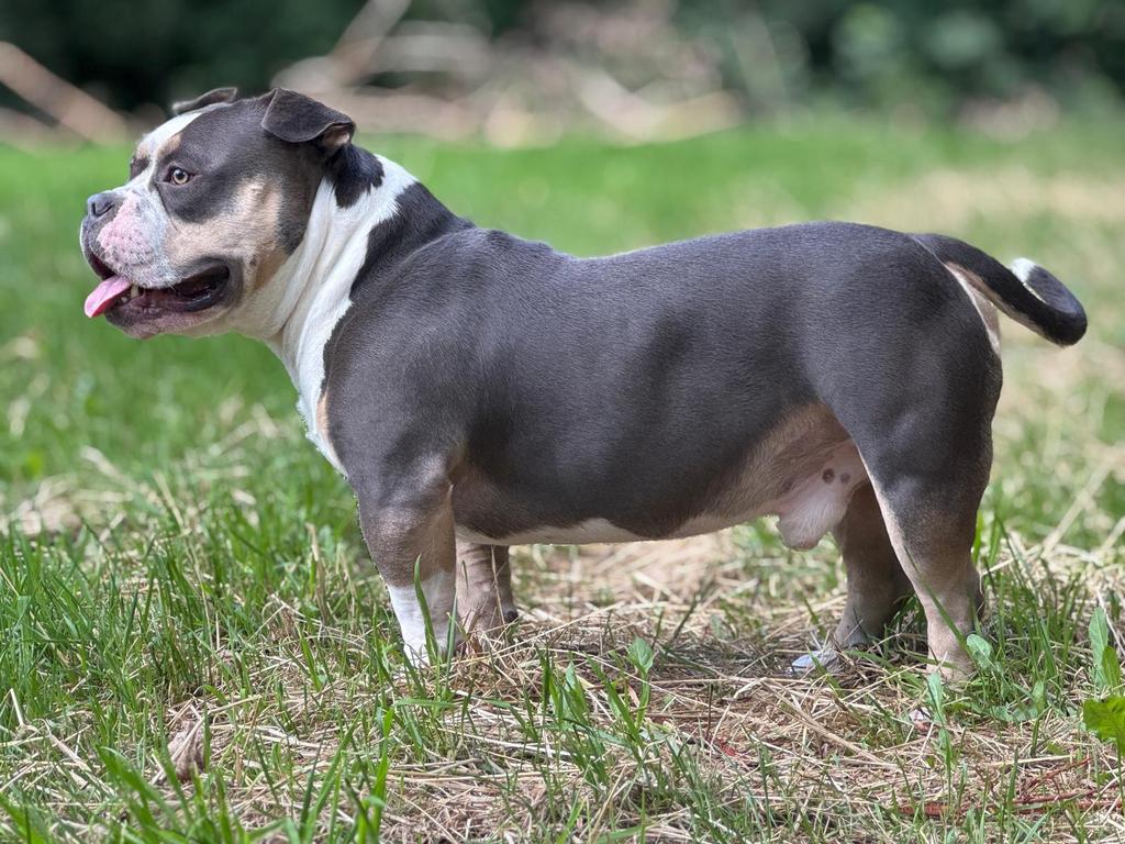 American bully pocket bleu tri color DEKREU, 1 tot 2 jaar, Eén hond, CDV (hondenziekte), Nederland