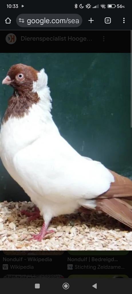 Gezocht rood en geel Duitse non duiven, Meerdere dieren, Overige soorten