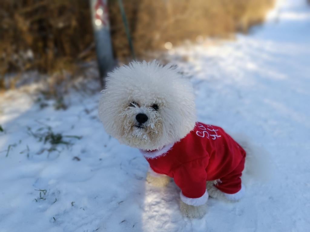 Dekreu, Particulier, 1 tot 2 jaar, Buitenland, Parvo