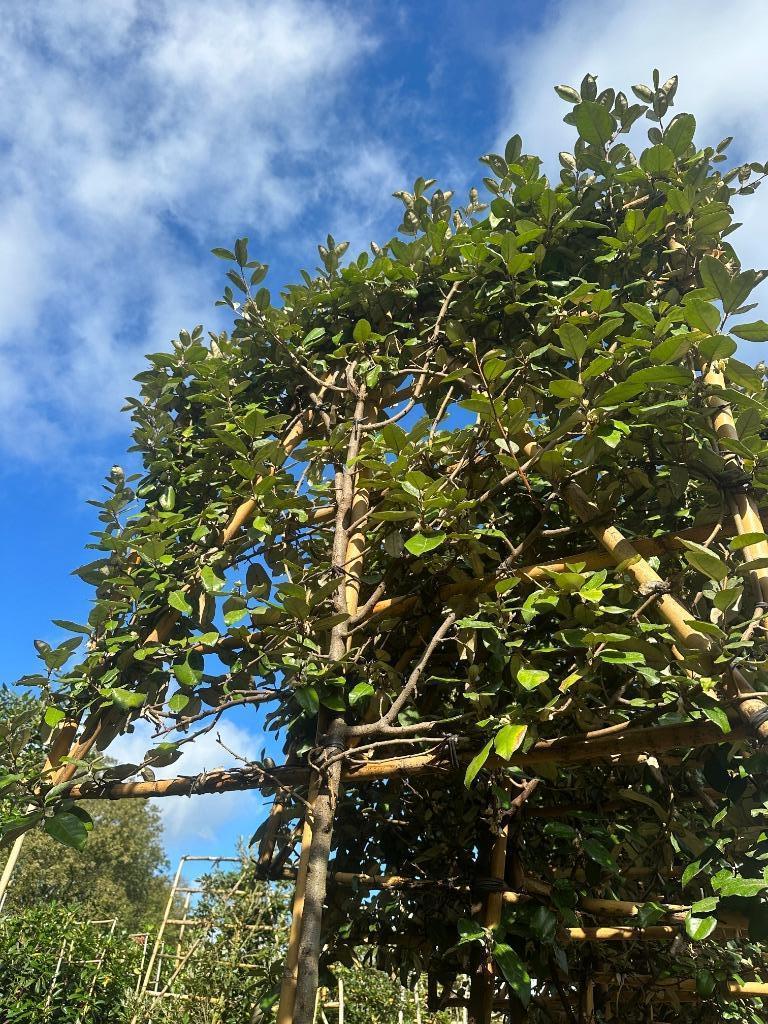 Groenblijvende Elaeagnus ebbingei (olijfwilg) leibomen !!!!, In pot, Leiboom, Halfschaduw, Ophalen of Verzenden