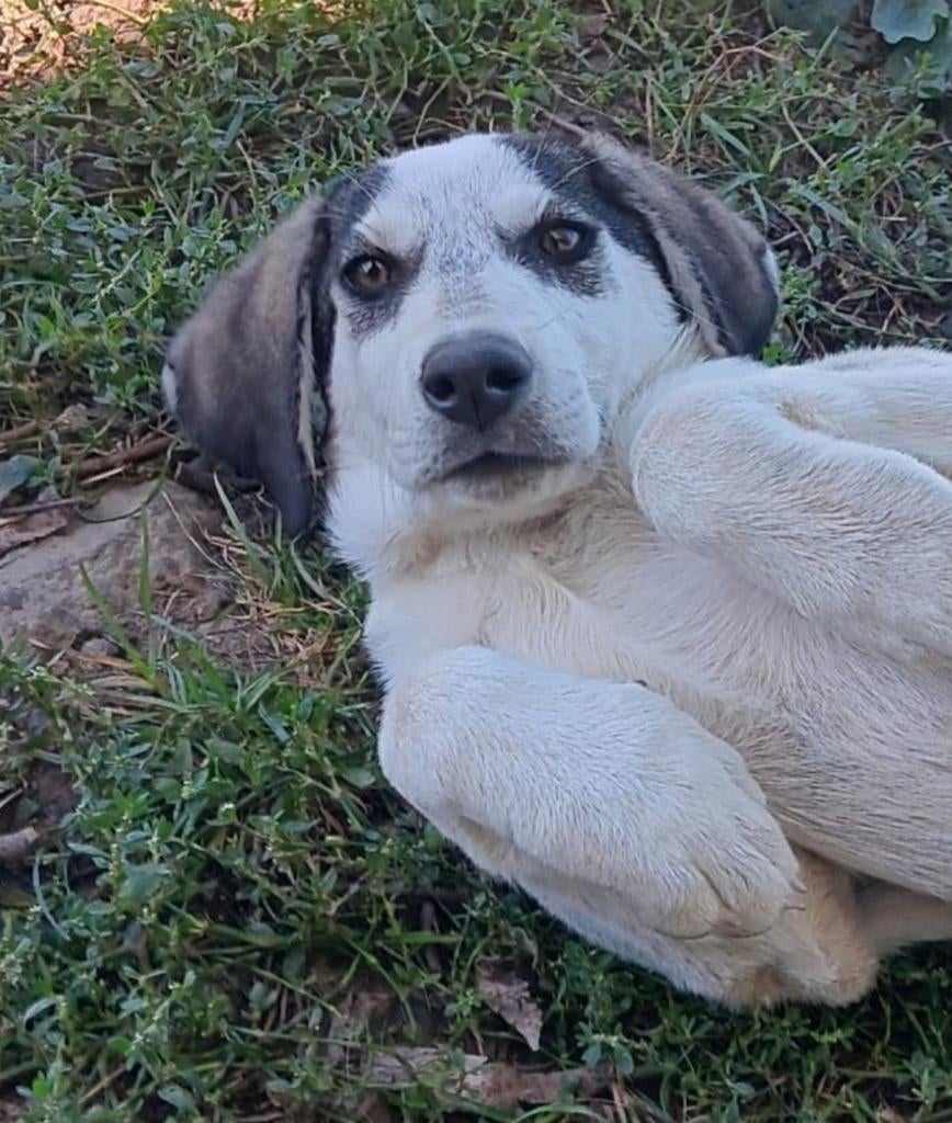 Deze knappe jongen zoekt een lief baasje, Dieren en Toebehoren, Honden | Niet-rashonden, Particulier, 15 weken tot 1 jaar, Reu