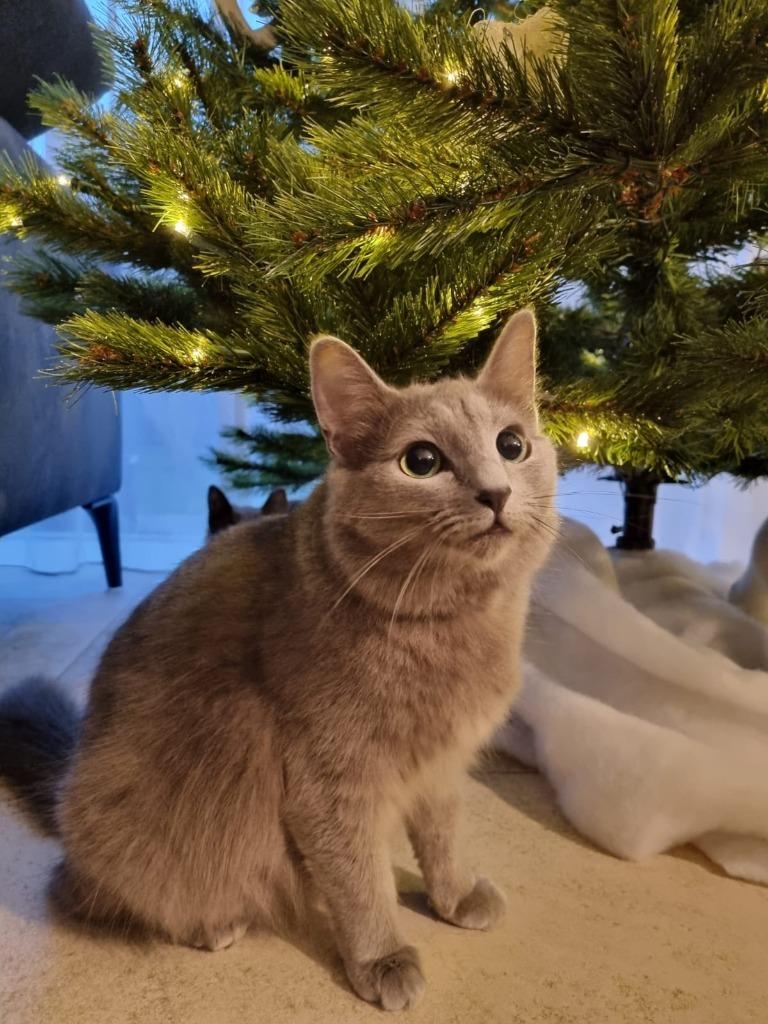 Gezocht: dekkater blauwe rus