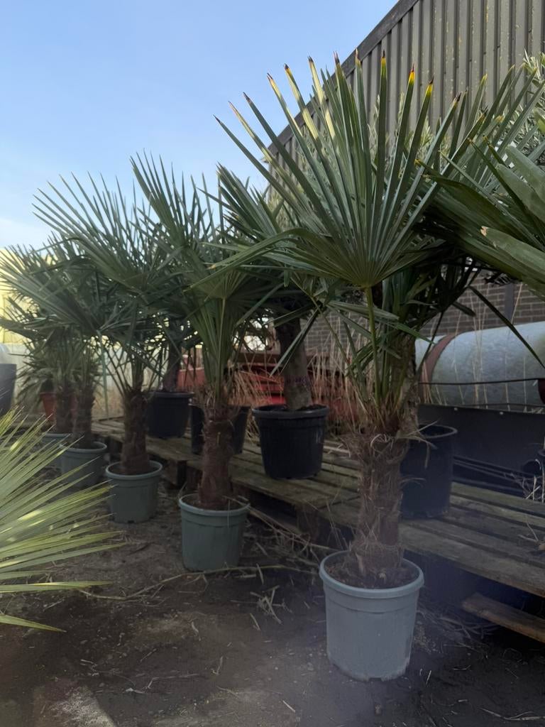 Terrastopper! Palmboom 165-180cm - P30, Volle zon, Ophalen of Verzenden, 100 tot 250 cm, Zomer