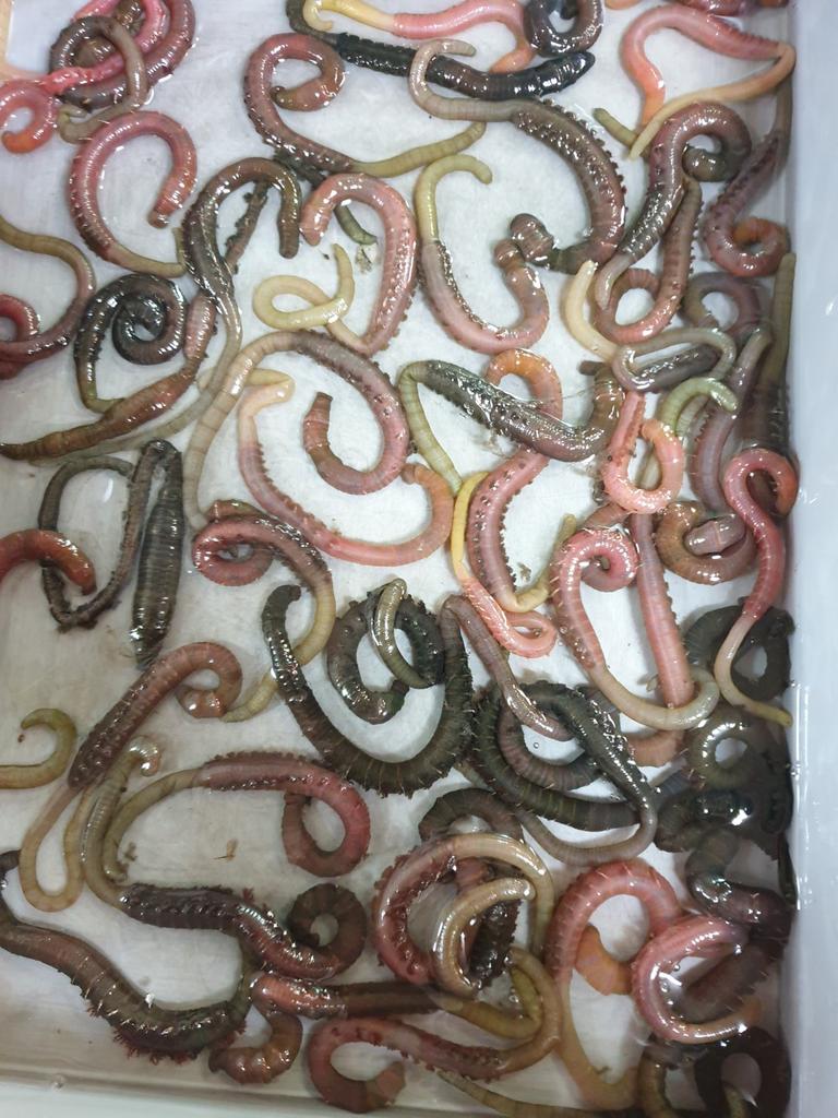 Alles voor de visser! Ook zeepieren en zagers!!, Watersport en Boten, Hengelsport | Zeevissen, Ophalen, Nieuw, Complete set