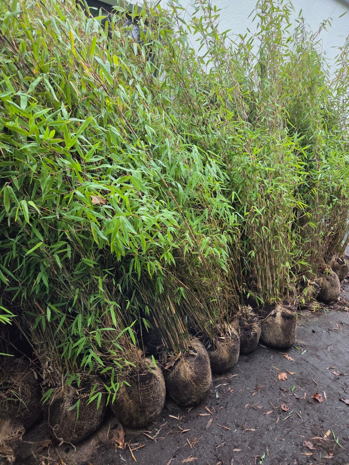 fargesia nitida winterjoy  , niet woekerende bamboe, Tuin en Terras, Ophalen, Bamboe, 250 cm of meer