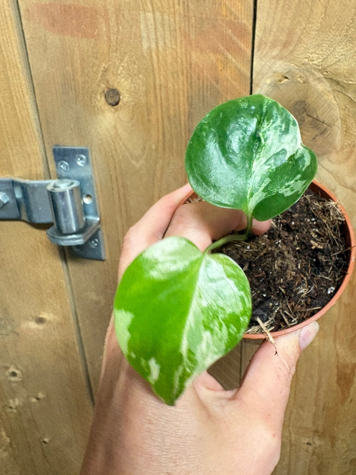 Monstera deliciosa variegata plant albo white wit marble, Ophalen of Verzenden, Halfschaduw, Minder dan 100 cm