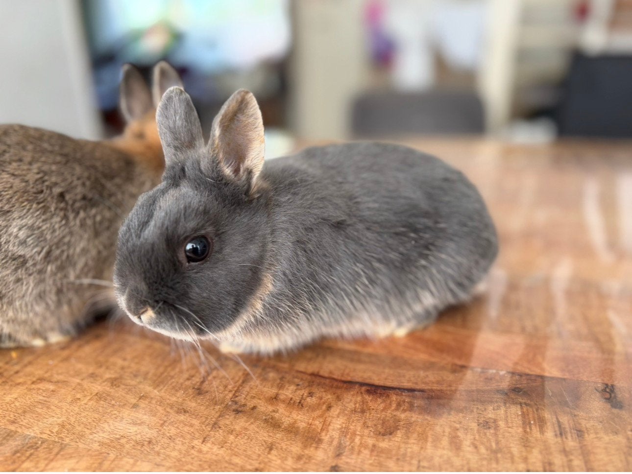 Leuk blauwotter kleurdwerg rammetje, Dieren en Toebehoren, Konijnen, Mannelijk, Dwerg