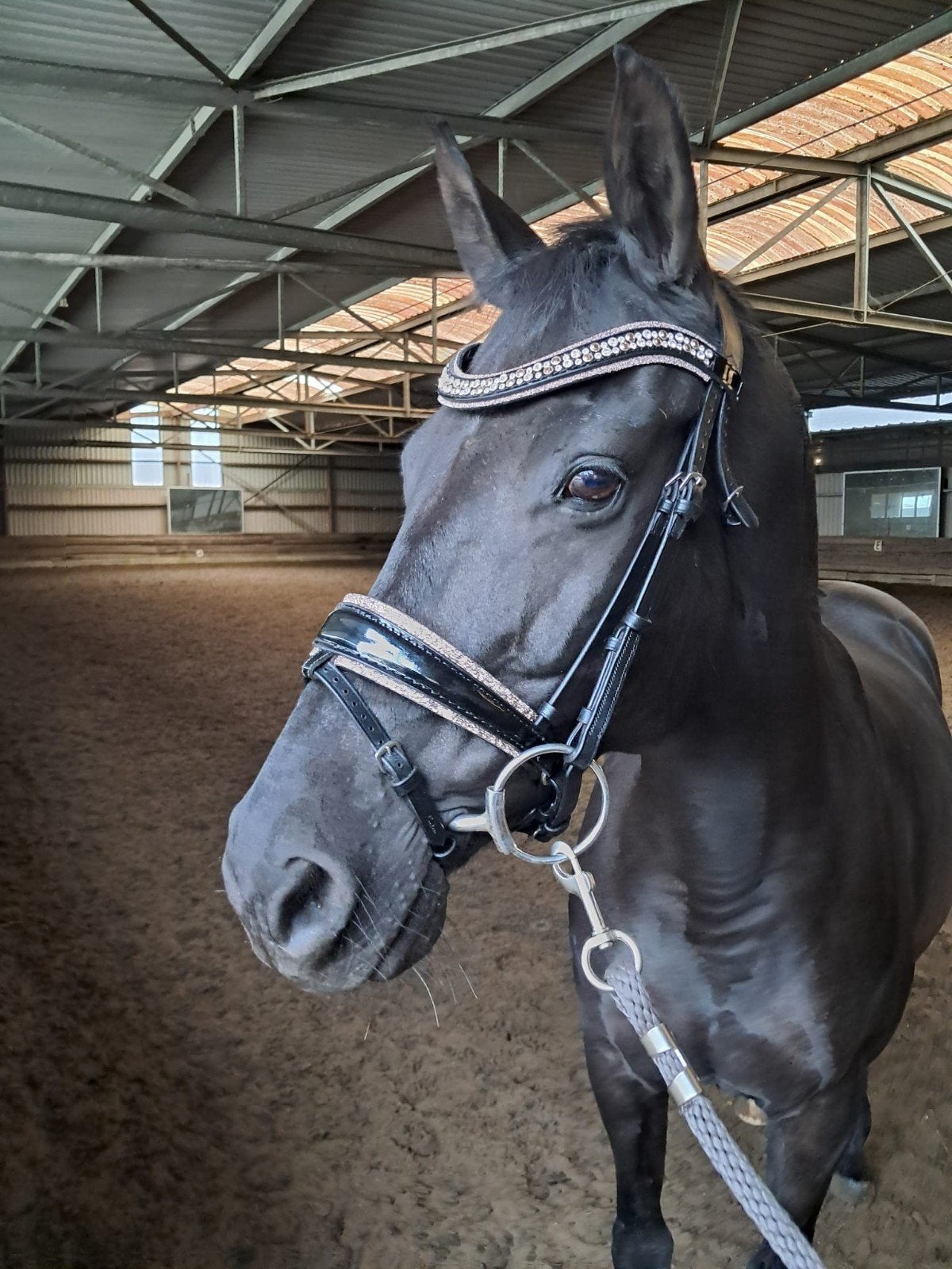 Monère equestrian hoofdstel, Ophalen of Verzenden, Zo goed als nieuw, Recreatie