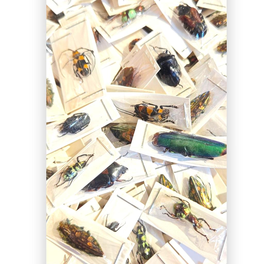 Wholesale insecten voor opzetten €1,-   opgezette, Verzamelen, Dierenverzamelingen, Ophalen of Verzenden, Nieuw, Beeldje of Figuurtje