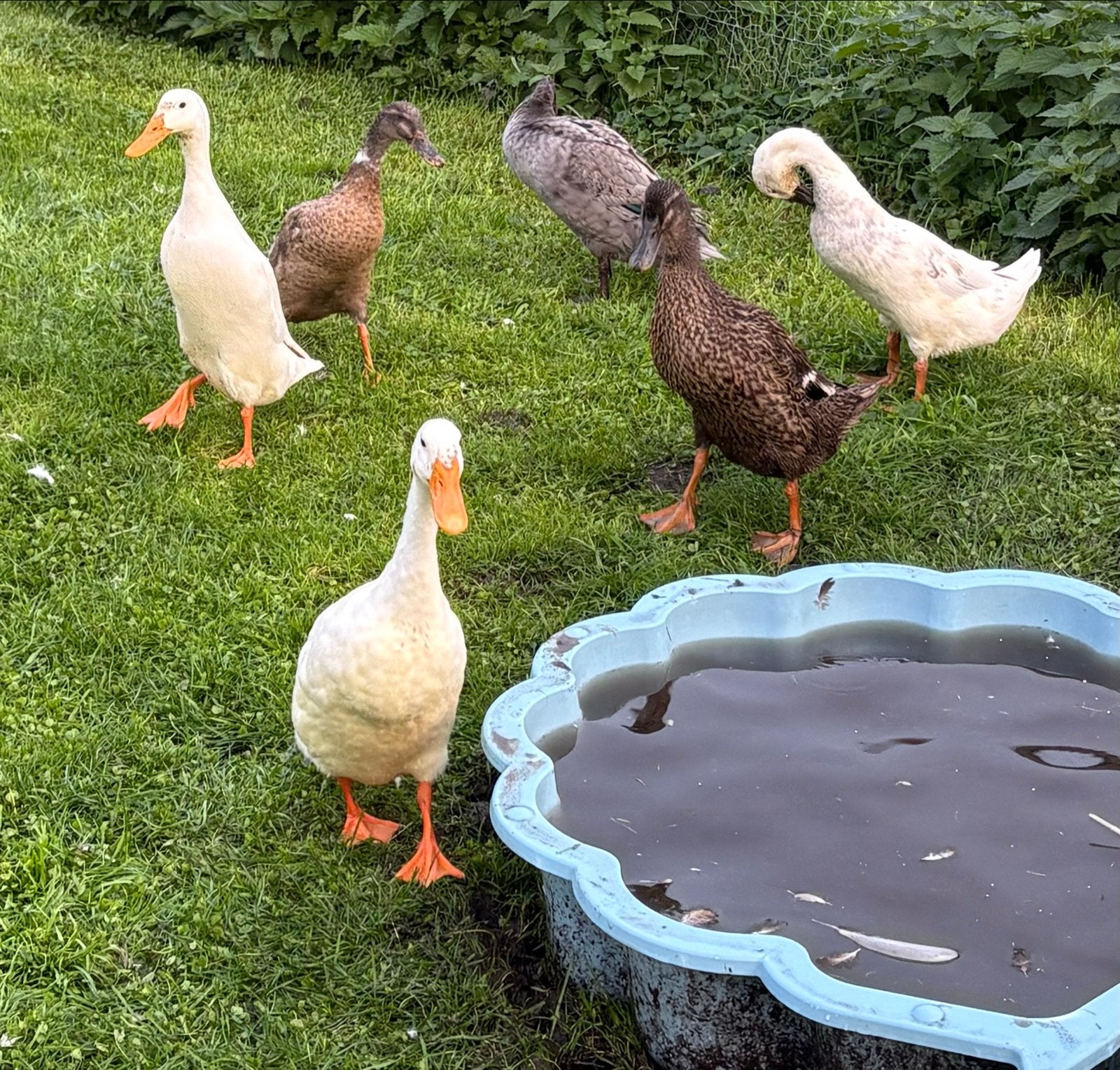 6 Jonge Indische loopeenden, mooi van kleur., Dieren en Toebehoren, Meerdere dieren, Eend