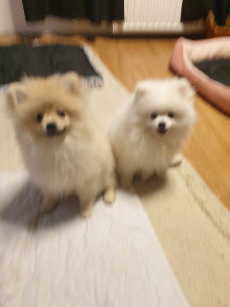 2  hele mooie  pomeriaan reutjes, Dieren en Toebehoren, Keeshond, 15 weken tot 1 jaar, Reu, CDV (hondenziekte)
