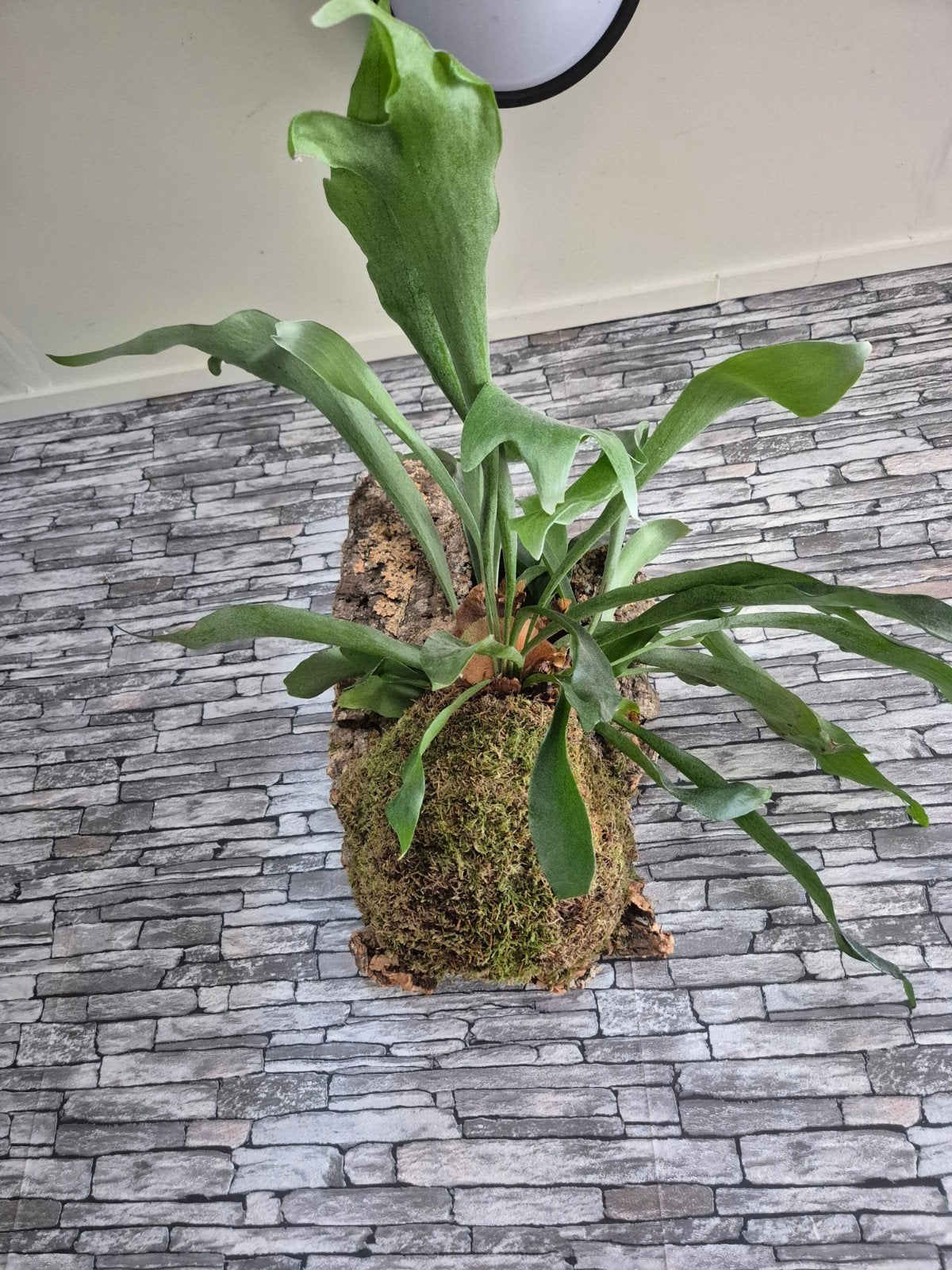 Hertshoorn op kurk XL, Huis en Inrichting, Kamerplanten, Overige soorten, Minder dan 100 cm, Groene kamerplant, Halfschaduw, Ophalen of Verzenden