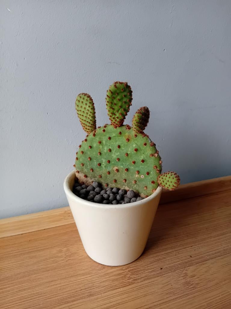 Cactus 15cm, Ophalen, Minder dan 100 cm, In pot, Cactus