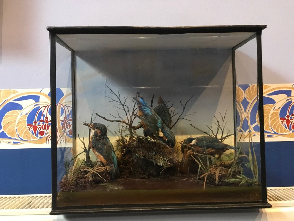 Antieke vitrine met 3 ijsvogels aan het water, Taxidermy ., Ophalen, Zo goed als nieuw, Vogel, Opgezet dier