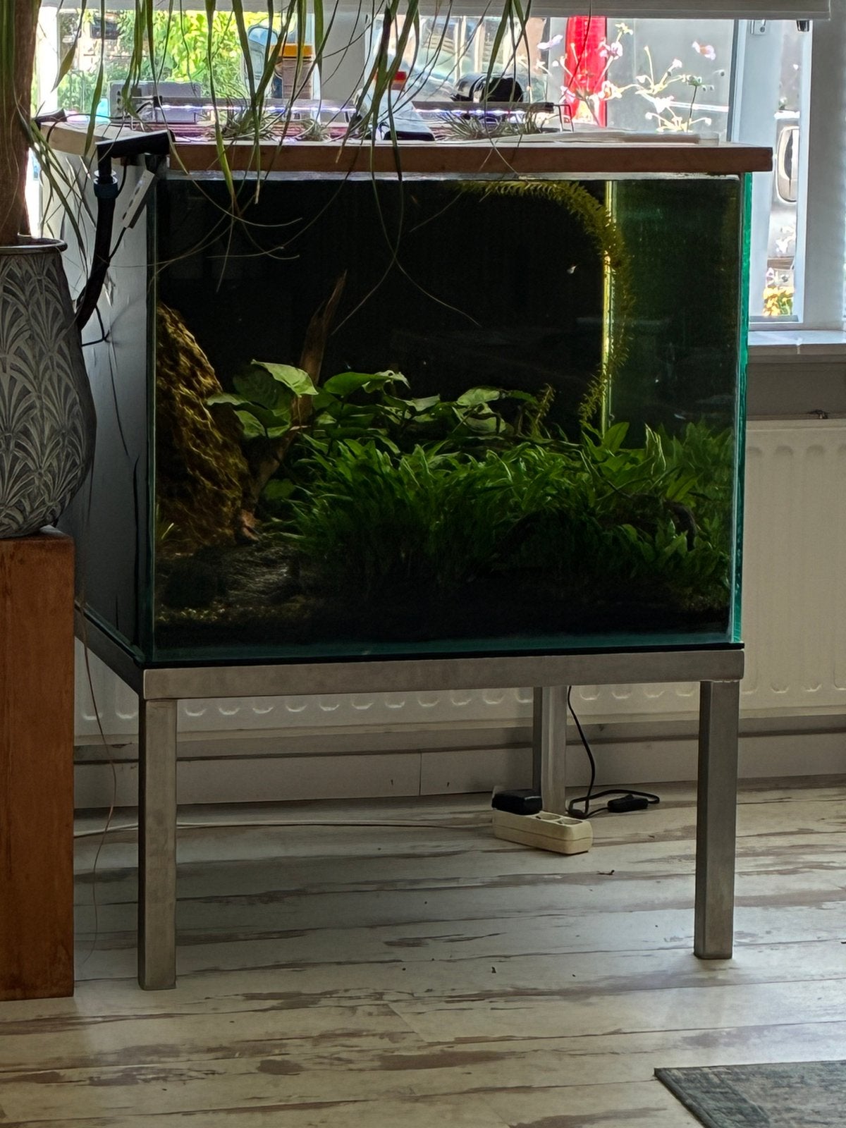 Aquarium 365 liter 70x70 x75 cm RVS frame compleet, Ophalen, Inclusief vissen, Gebruikt, Gevuld zoetwateraquarium