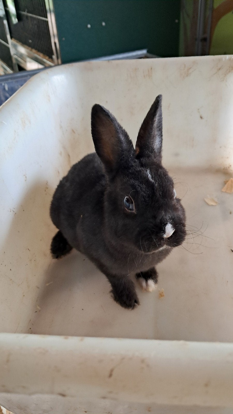 Lieve baby konijntjes🩷🩵, Dieren en Toebehoren, Konijnen, Meerdere dieren, Klein, 0 tot 2 jaar