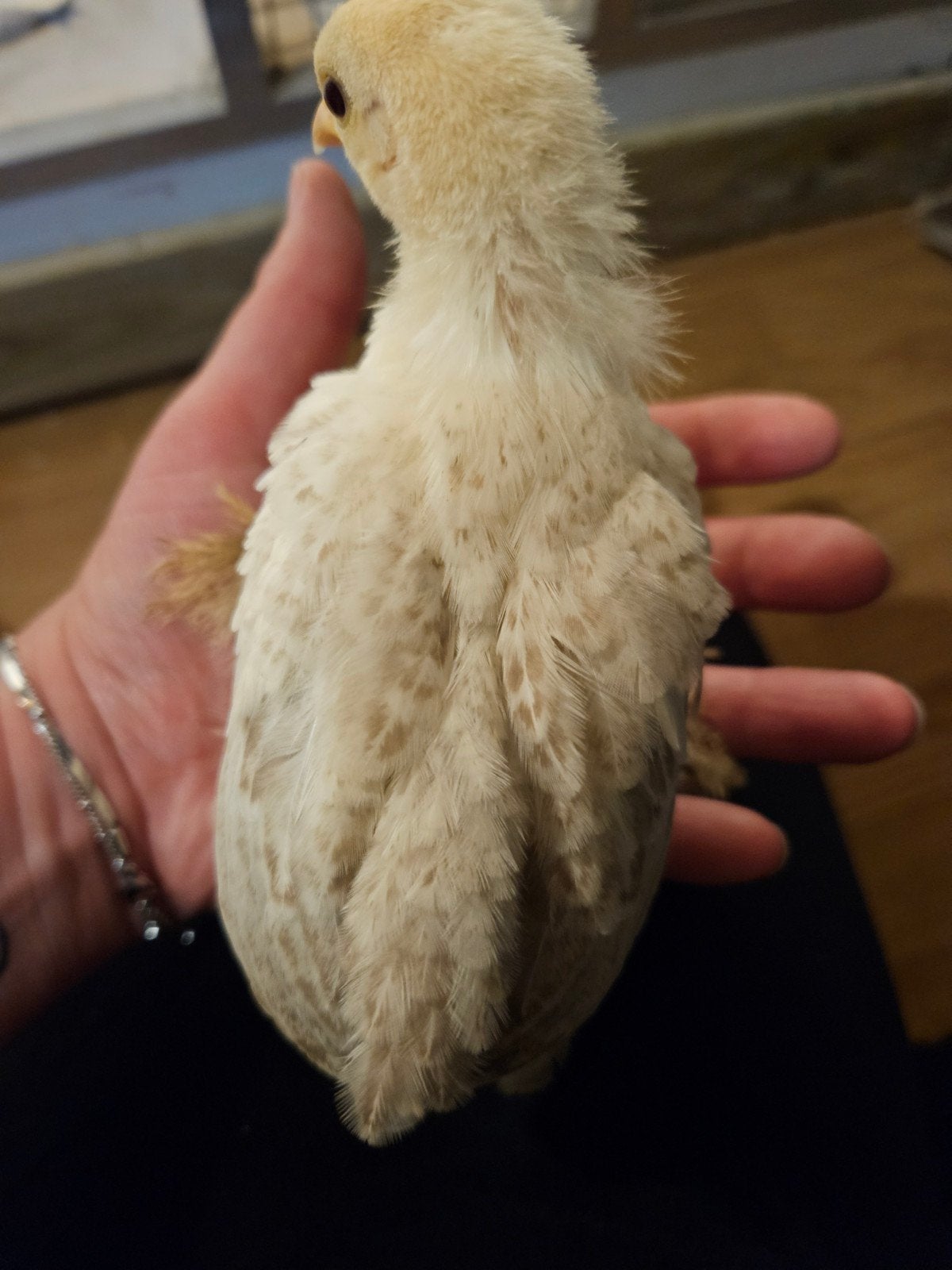 Sabelpoot kuikens 5,5 week oud, Meerdere dieren, Kip