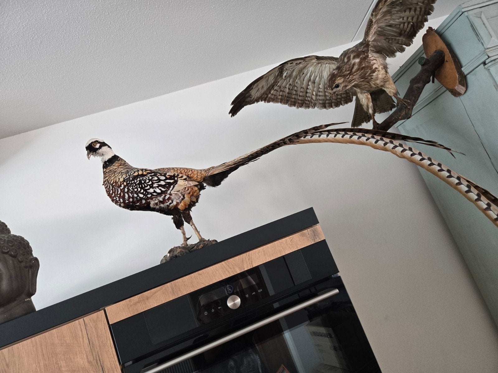 Opgezette Fazant - Prachtige Decoratie, Verzamelen, Ophalen, Gebruikt, Vogel, Opgezet dier