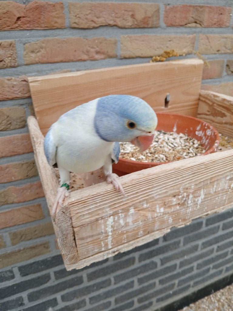 tamme halsbandparkiet, Dieren en Toebehoren, Vogels | Parkieten en Papegaaien, Meerdere dieren, Parkiet, Geringd