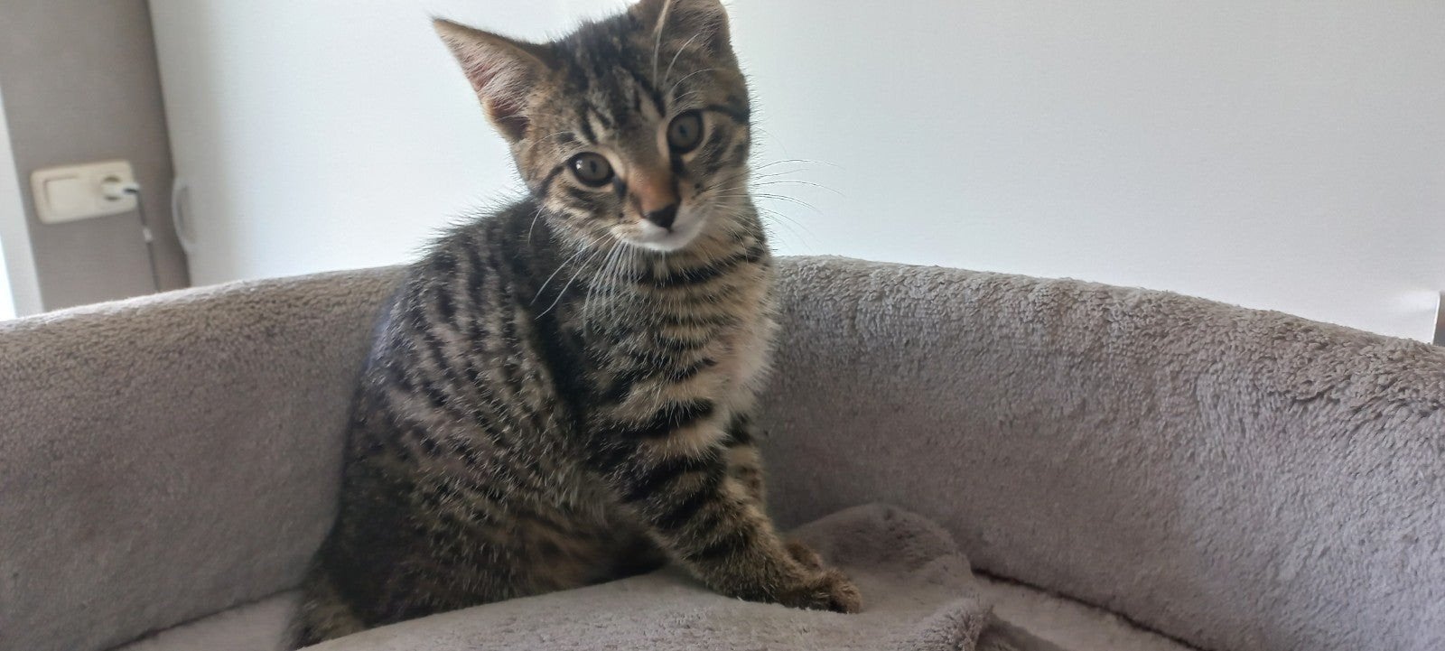 Nestje lieve kittens, Dieren en Toebehoren, Meerdere dieren, Kortharig, 0 tot 2 jaar