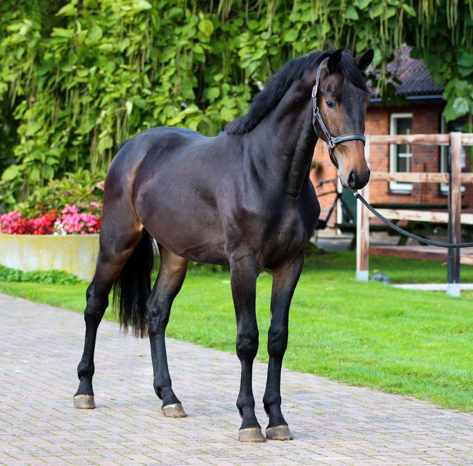 Zeer gave 5 jarige ruin, Dieren en Toebehoren, Paarden, Ruin, Onbeleerd, 170 tot 175 cm, 3 tot 6 jaar, Dressuurpaard, Met stamboom