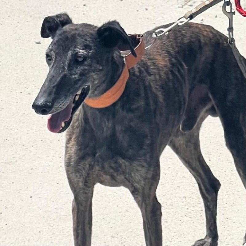 ACE: Amor is een elegante brave ziel, 6 jaar of ouder, Particulier, Reu, Galgo